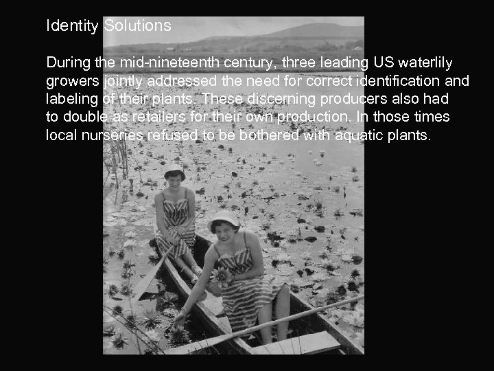 Identity Solutions During the mid-nineteenth century, three leading US waterlily growers jointly addressed the