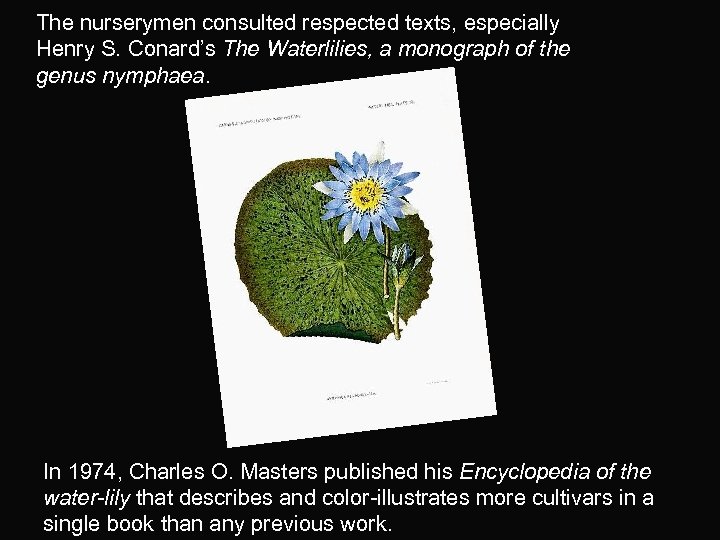 The nurserymen consulted respected texts, especially Henry S. Conard’s The Waterlilies, a monograph of