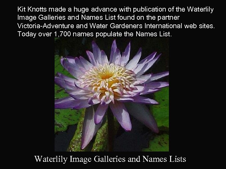 Kit Knotts made a huge advance with publication of the Waterlily Image Galleries and