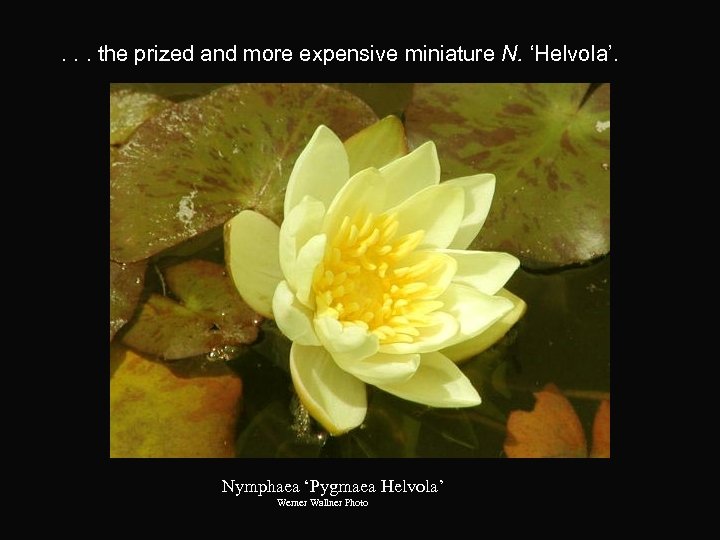 . . . the prized and more expensive miniature N. ‘Helvola’. Nymphaea ‘Pygmaea Helvola’