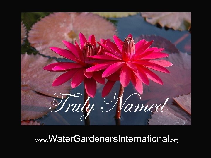 Truly Named www. Water. Gardeners. International. org 