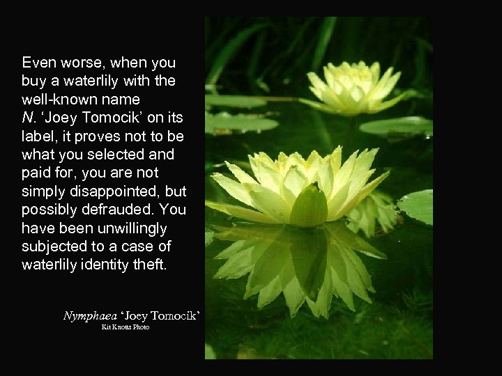 Even worse, when you buy a waterlily with the well-known name N. ‘Joey Tomocik’