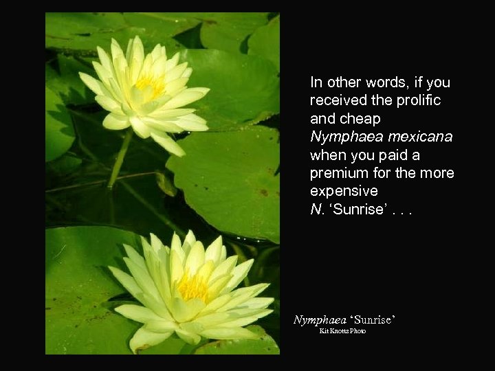 In other words, if you received the prolific and cheap Nymphaea mexicana when you