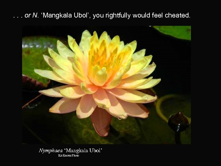 . . . or N. ‘Mangkala Ubol’, you rightfully would feel cheated. Nymphaea ‘Mangkala