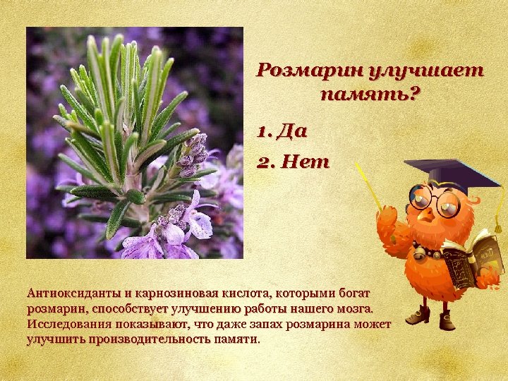Розмарин улучшает память? 1. Да 2. Нет Антиоксиданты и карнозиновая кислота, которыми богат розмарин,