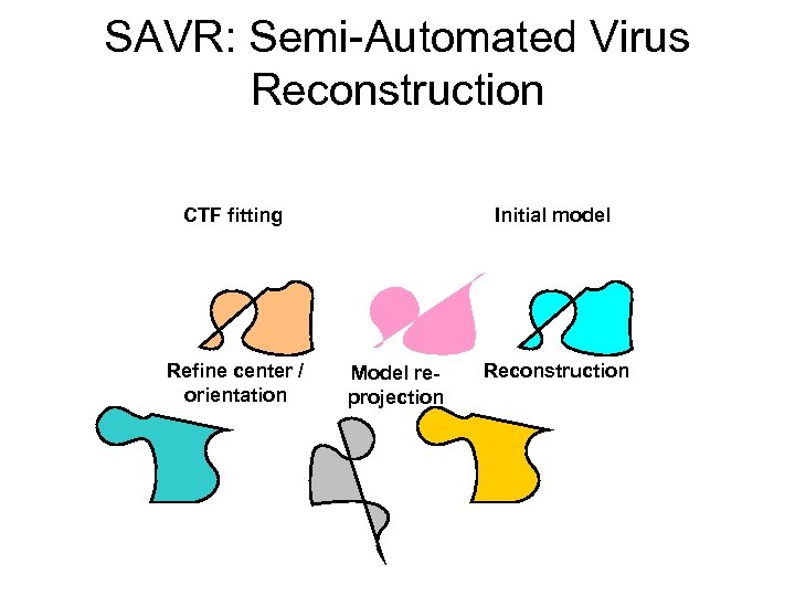 SAVR: Semi-Automated Virus Reconstruction CTF fitting Refine center / orientation Initial model Model reprojection