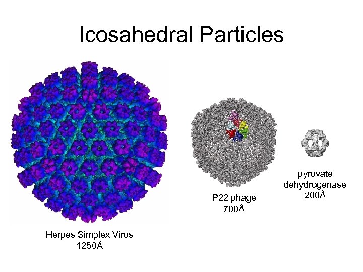 Icosahedral Particles P 22 phage 700Å Herpes Simplex Virus 1250Å pyruvate dehydrogenase 200Å 