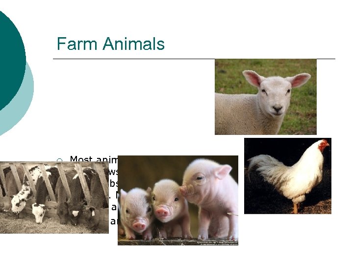 Farm Animals ¡ Most animals such as pigs, cows, chickens and lambs are all