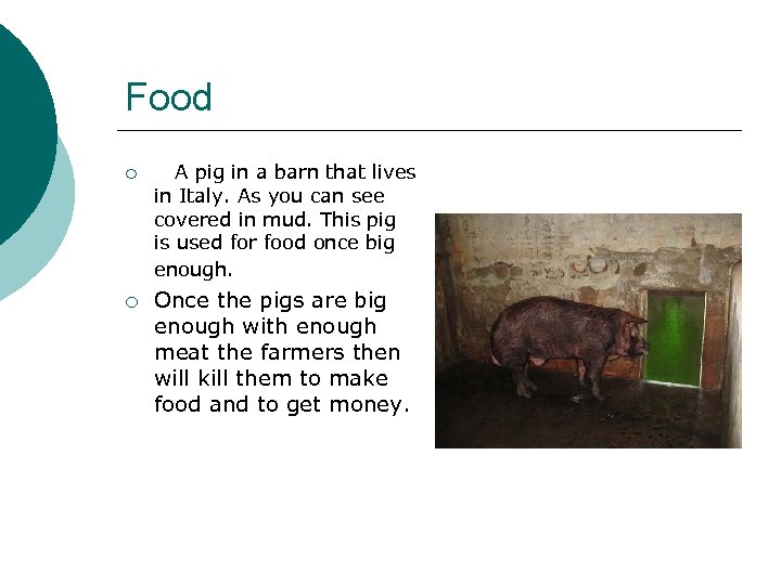 Food ¡ ¡ A pig in a barn that lives in Italy. As you