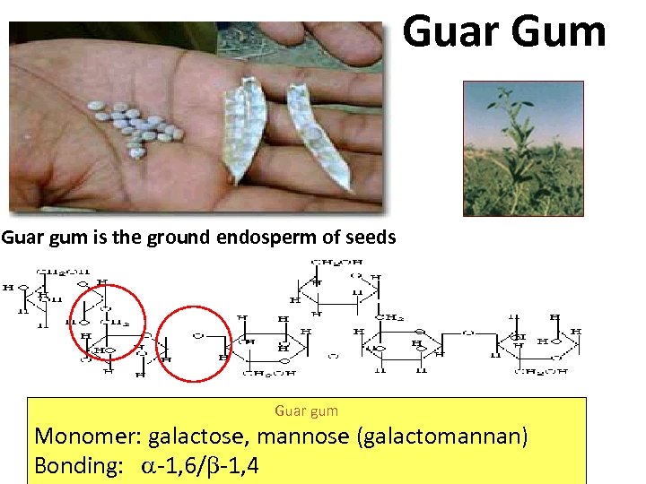 Guar Gum Guar gum is the ground endosperm of seeds Guar gum Monomer: galactose,