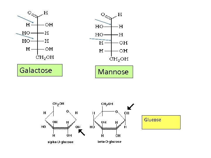 Galactose Mannose Glucose 