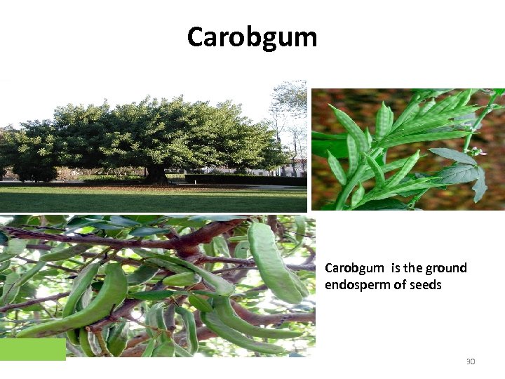 Carobgum is the ground endosperm of seeds 30 