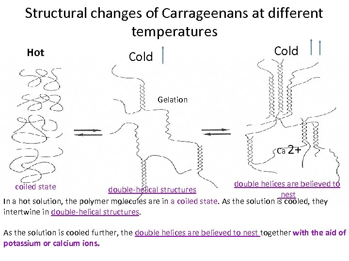 Structural changes of Carrageenans at different temperatures Hot Cold Gelation Ca 2+ double helices