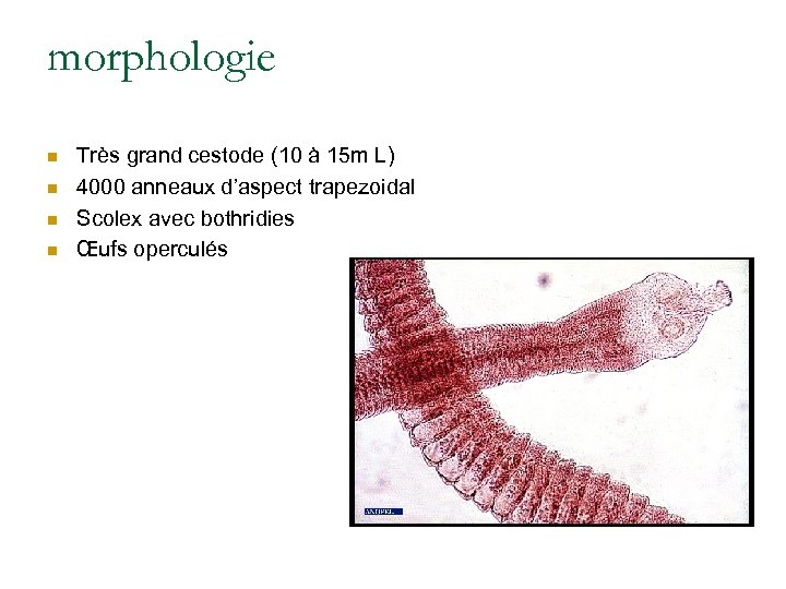 morphologie n n Très grand cestode (10 à 15 m L) 4000 anneaux d’aspect