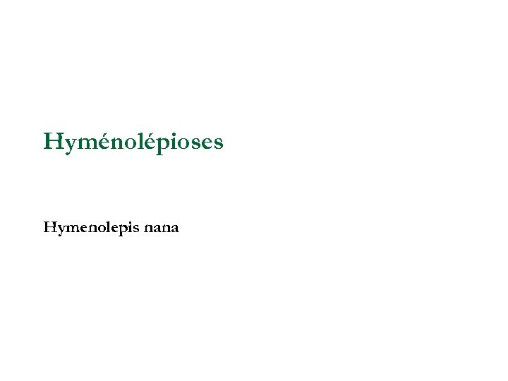 Hyménolépioses Hymenolepis nana 