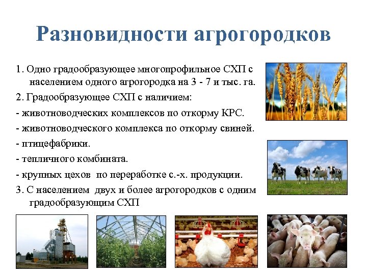 Разновидности агрогородков 1. Одно градообразующее многопрофильное СХП с населением одного агрогородка на 3 -