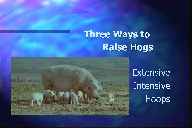 Three Ways to Raise Hogs Extensive Intensive Hoops 