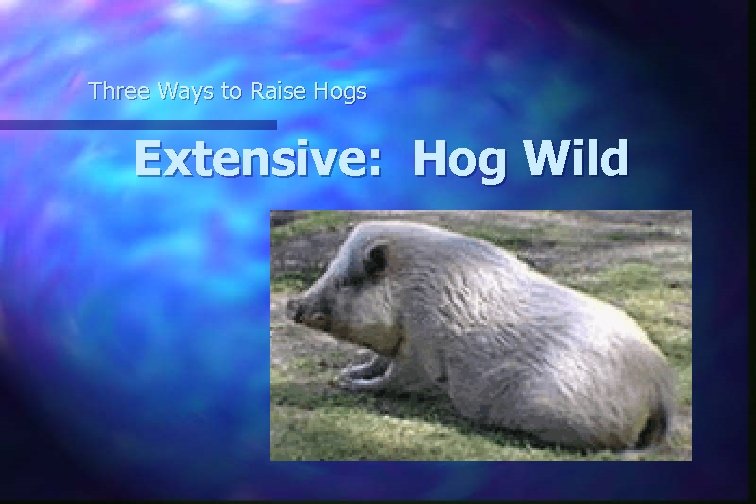 Three Ways to Raise Hogs Extensive: Hog Wild 