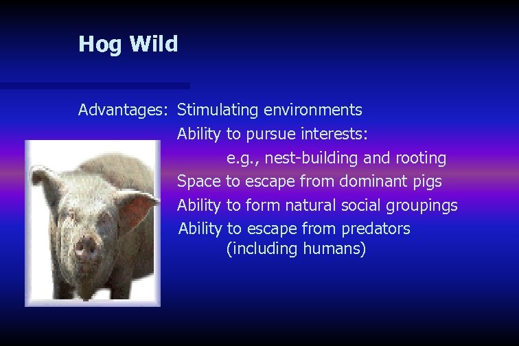 Hog Wild Advantages: Stimulating environments Ability to pursue interests: e. g. , nest-building and