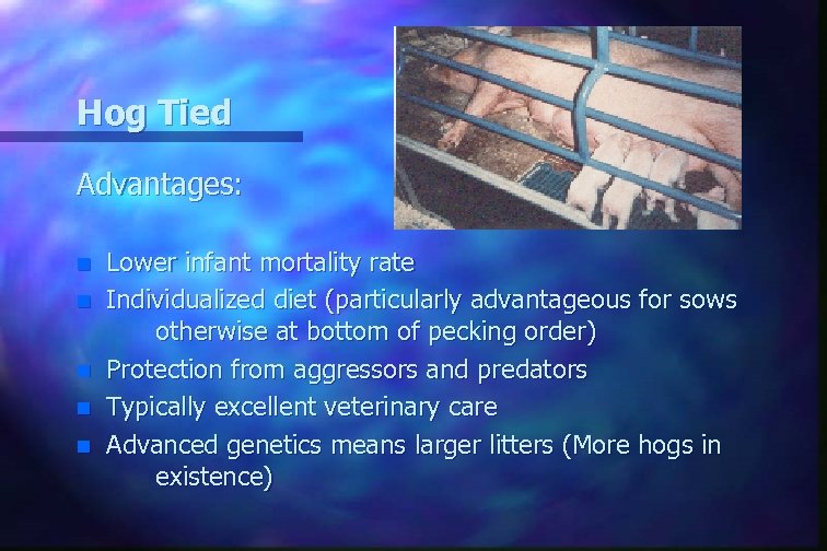 Hog Tied Advantages: n n n Lower infant mortality rate Individualized diet (particularly advantageous