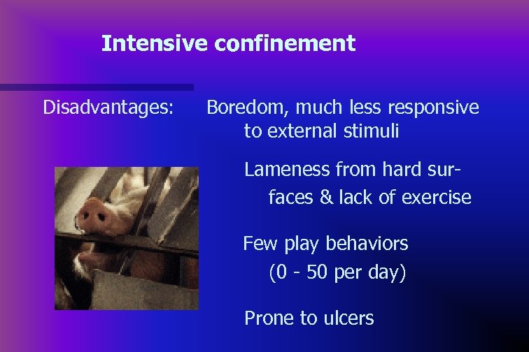 Intensive confinement Disadvantages: Boredom, much less responsive to external stimuli Lameness from hard surfaces