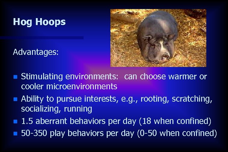 Hog Hoops Advantages: n n Stimulating environments: can choose warmer or cooler microenvironments Ability