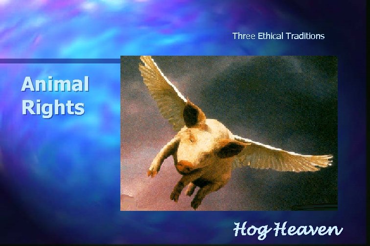 Three Ethical Traditions Animal Rights Hog Heaven 