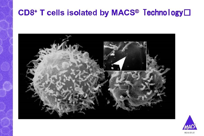 CD 8+ T cells isolated by MACS® Technology MD 0058. 03 