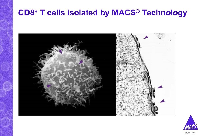 CD 8+ T cells isolated by MACS® Technology MD 0057. 03 
