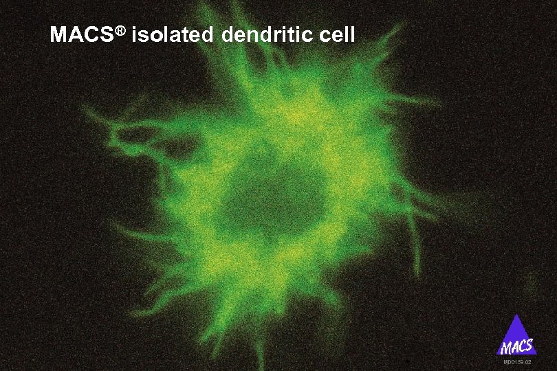 MACS® isolated dendritic cell MD 0159. 02 