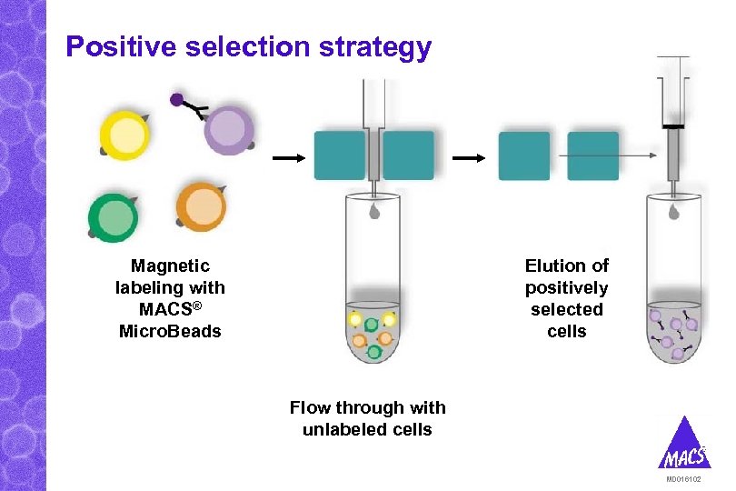 Positive selection strategy Magnetic labeling with MACS® Micro. Beads Elution of positively selected cells