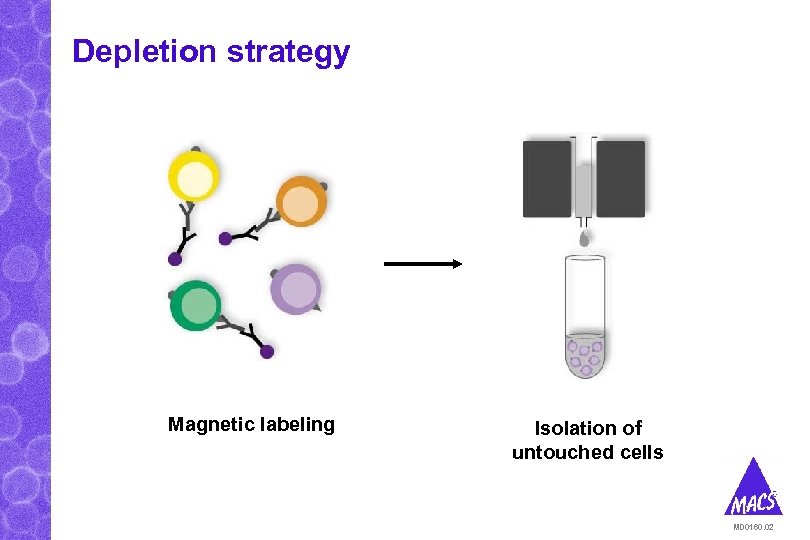 Depletion strategy Magnetic labeling Isolation of untouched cells MD 0160. 02 