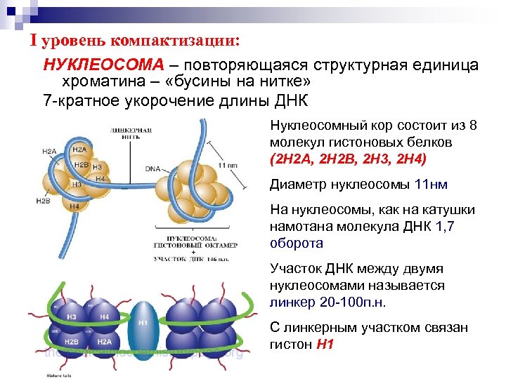 Антитела к нуклеосомам