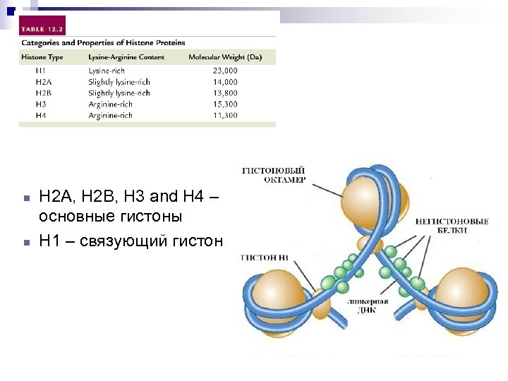 n n H 2 A, H 2 B, H 3 and H 4 –