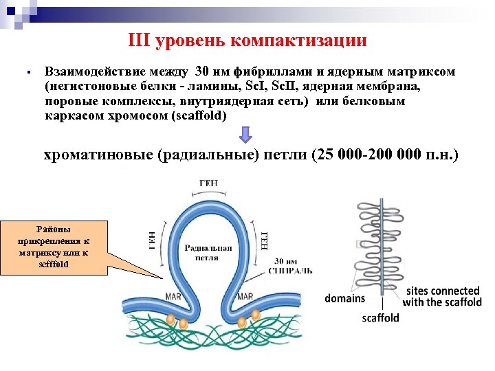 Уровни компактизации хромосом