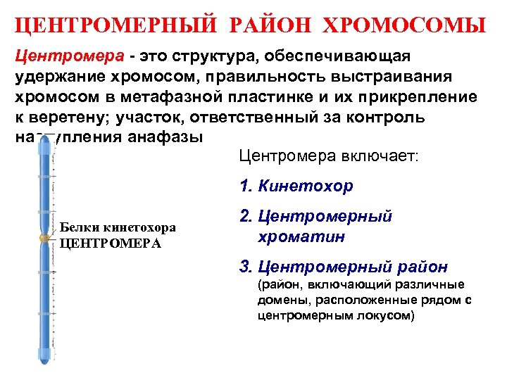 ЦЕНТРОМЕРНЫЙ РАЙОН ХРОМОСОМЫ Центромера - это структура, обеспечивающая удержание хромосом, правильность выстраивания хромосом в