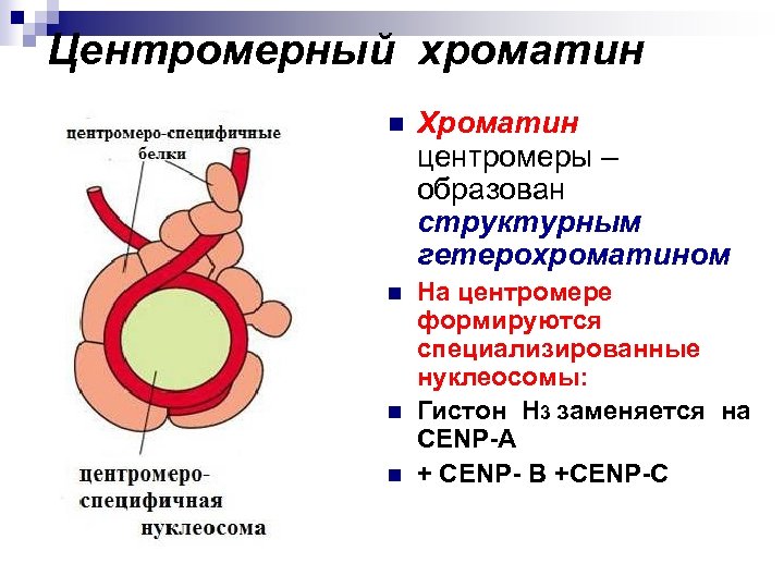 Хромосомный набор человека картинка