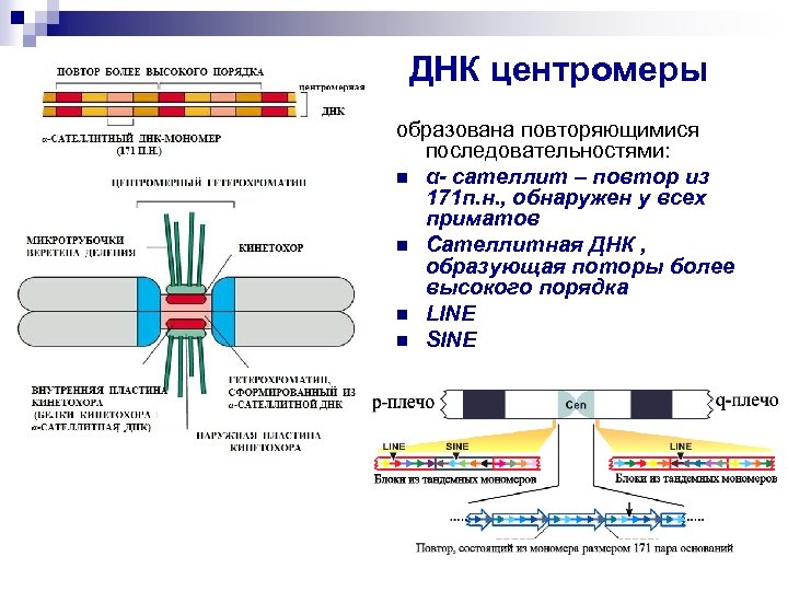 ДНК центромеры образована повторяющимися последовательностями: n α- сателлит – повтор из 171 п. н.