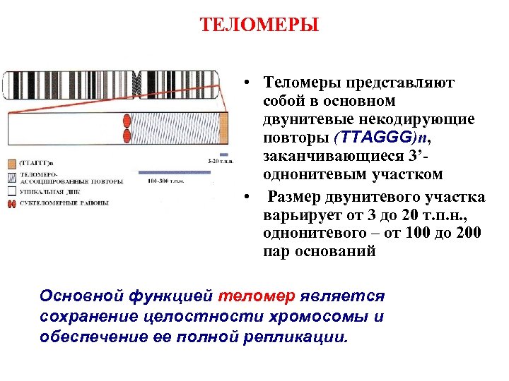 ТЕЛОМЕРЫ • Теломеры представляют собой в основном двунитевые некодирующие повторы (TTAGGG)n, заканчивающиеся 3’однонитевым участком