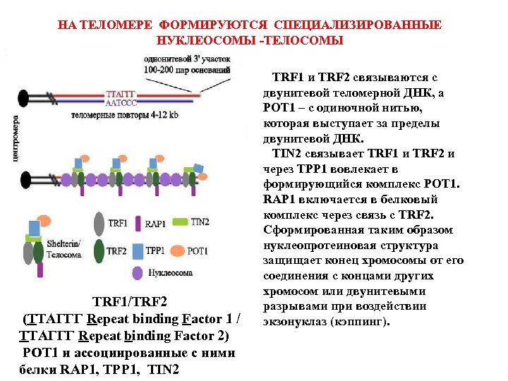 Процесс в хромосомах