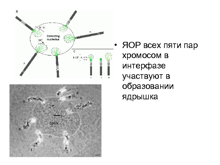  • ЯОР всех пяти пар хромосом в интерфазе участвуют в образовании ядрышка 