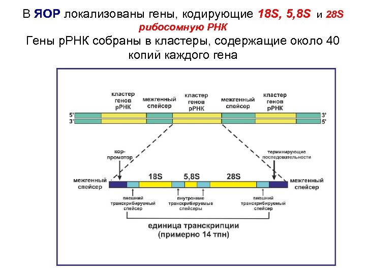 В ЯОР локализованы гены, кодирующие 18 S, 5, 8 S и 28 S рибосомную
