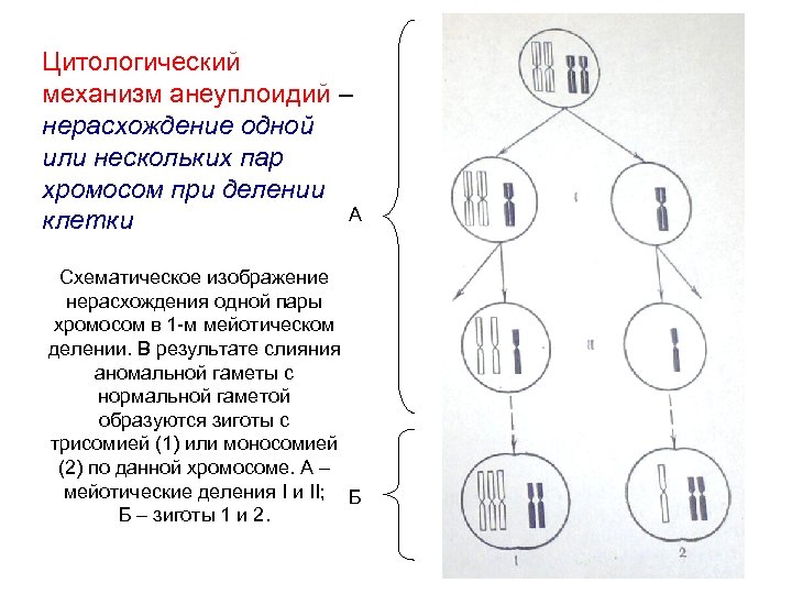 Зигота хромосом