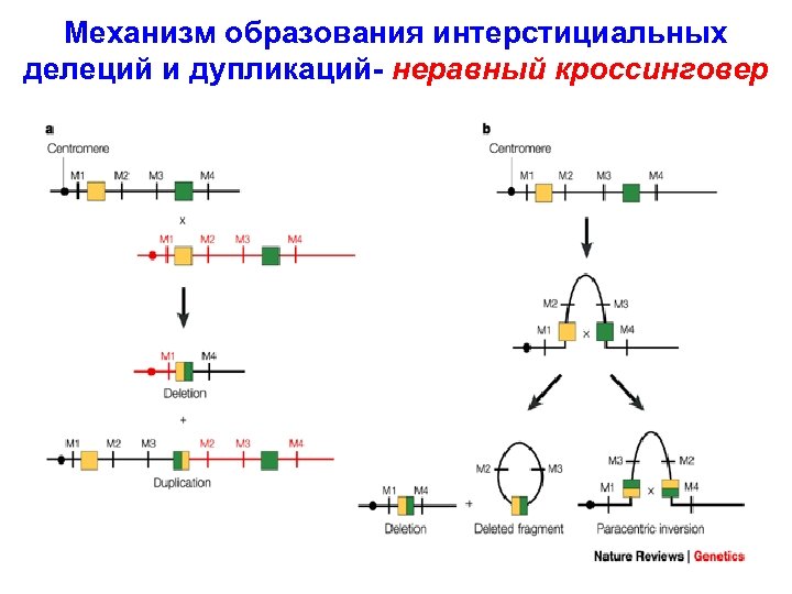 Механизм образования интерстициальных делеций и дупликаций- неравный кроссинговер 