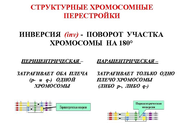 СТРУКТУРНЫЕ ХРОМОСОМНЫЕ ПЕРЕСТРОЙКИ ИНВЕРСИЯ (inv) - ПОВОРОТ УЧАСТКА ХРОМОСОМЫ НА 180° ПЕРИЦЕНТРИЧЕСКАЯ – ЗАТРАГИВАЕТ