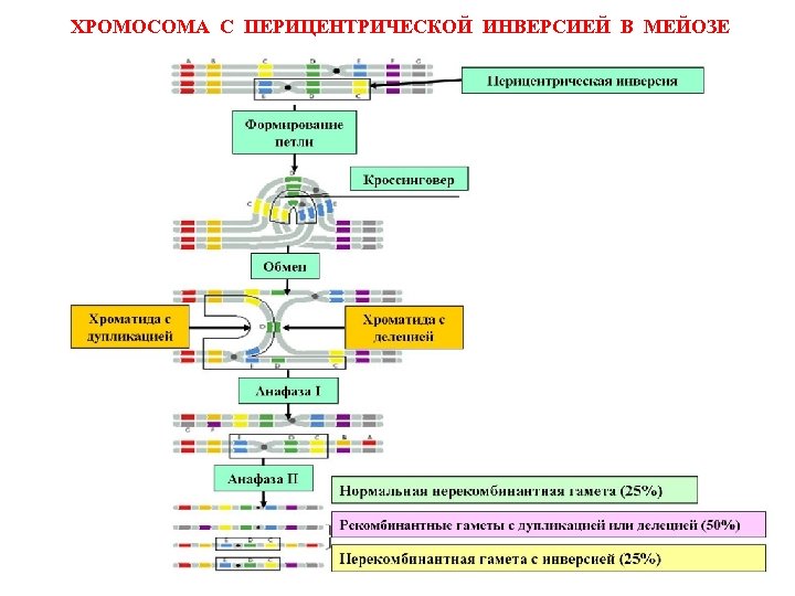 ХРОМОСОМА С ПЕРИЦЕНТРИЧЕСКОЙ ИНВЕРСИЕЙ В МЕЙОЗЕ 