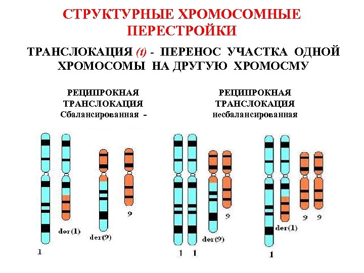 Хромосомный набор человека картинка