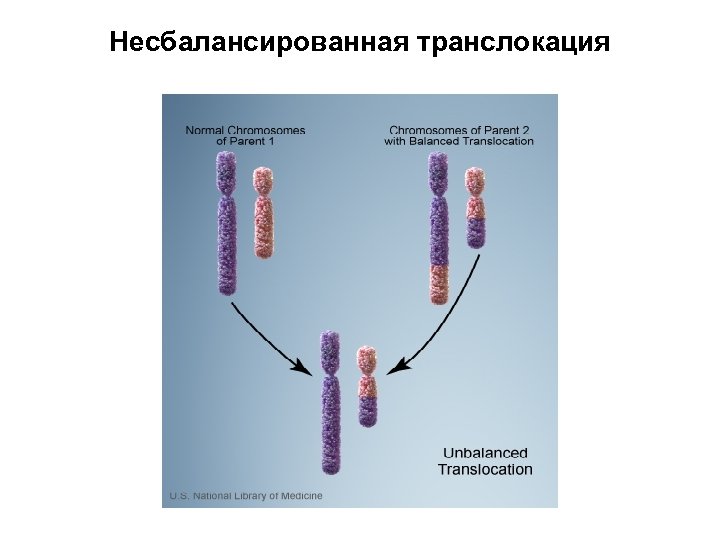 Транслокация хромосом фото