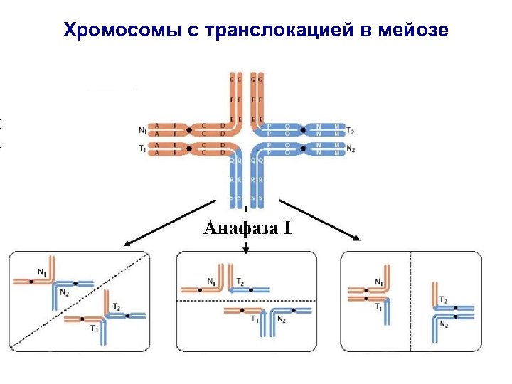 Транслокация хромосом фото