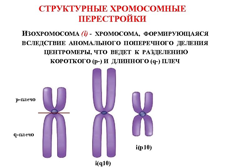 Хромосомы формируются